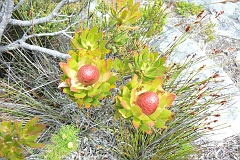 0855-Reis Zuid-Afrika2007